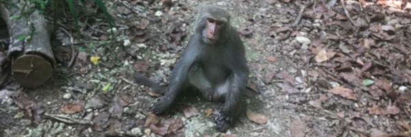 monkey sitting on the forest floor