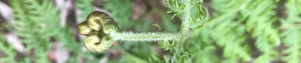 fern bud opening up