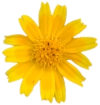 yellow flower decor